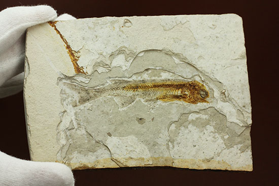 抜群の保存状態で化石化しました！東アジアを代表する淡水魚化石、リコプテラ（その7）