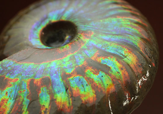 光るアンモナイトの秀逸標本！フルスペクトルで輝く、１億２０００万年前のアンモナイト、クレオニセラス（その8）