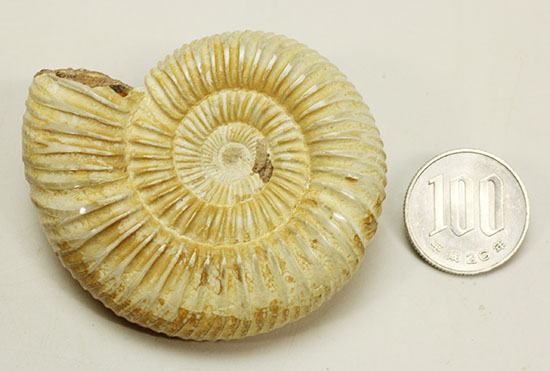 ペリスフィンクテスアンモナイトのハイグレード標本(Perisphinctes)（その15）