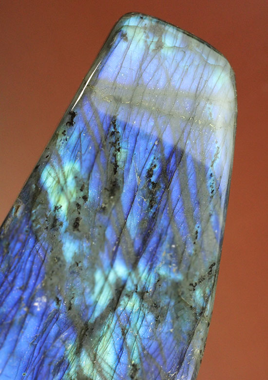 はくとん( 'ω')ŧ‹