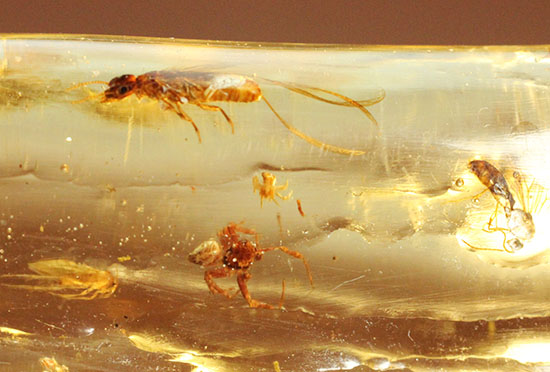 肉眼で見えるクモ入り!その他多くの虫を内包する、古代の森を内包したコーパル化石(Copal)(その12)