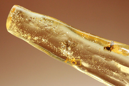 肉眼で見えるクモ入り!その他多くの虫を内包する、古代の森を内包したコーパル化石(Copal)(その9)