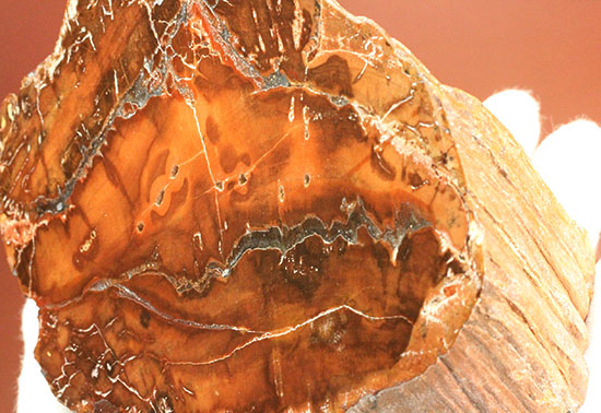 ２億４８００万年前の古代木化石！ジャスパー化した、艶やかな珪化木（ケイカボク）（その11）