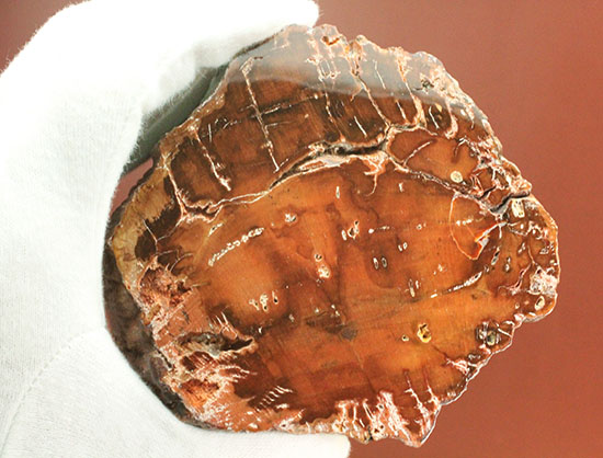 2億4800万年前の古代木化石!ジャスパー化した、艶やかな珪化木(ケイカボク)(その13)