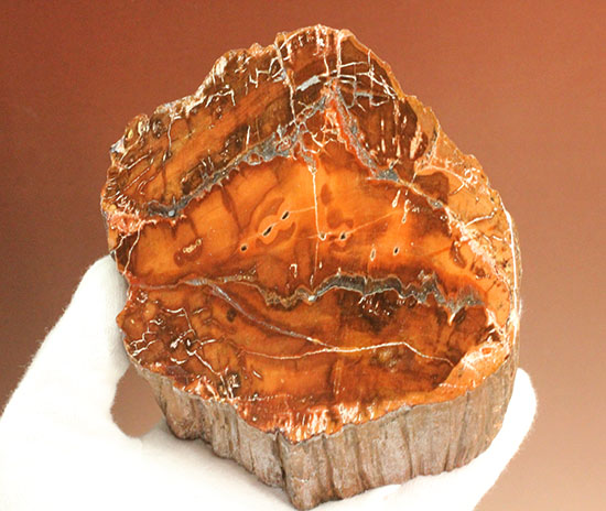 2億4800万年前の古代木化石!ジャスパー化した、艶やかな珪化木(ケイカボク)(その2)