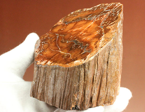 ２億４８００万年前の古代木化石！ジャスパー化した、艶やかな珪化木（ケイカボク）（その3）