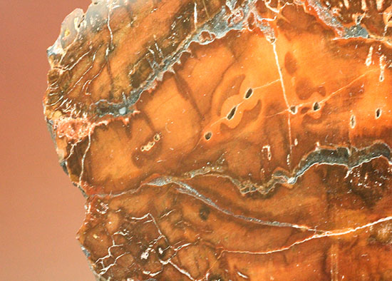 ２億４８００万年前の古代木化石！ジャスパー化した、艶やかな珪化木（ケイカボク）（その6）