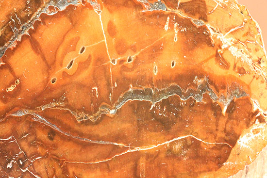 ２億４８００万年前の古代木化石！ジャスパー化した、艶やかな珪化木（ケイカボク）（その7）