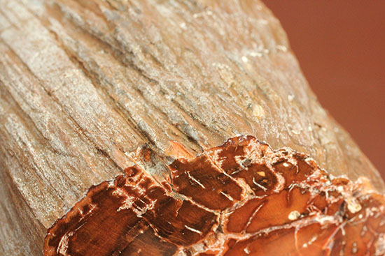 ２億４８００万年前の古代木化石！ジャスパー化した、艶やかな珪化木（ケイカボク）（その8）