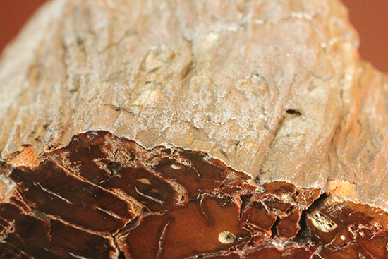 ２億４８００万年前の古代木化石！ジャスパー化した、艶やかな珪化木（ケイカボク）（その9）