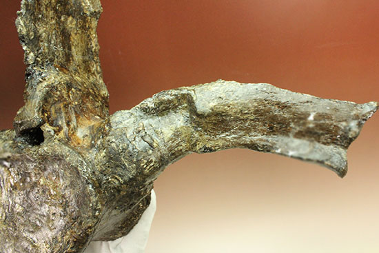 左右に伸びる長い長いアバラ骨が保存されたエラスモサウルスの脊椎骨化石のオンリーワン標本（その14）
