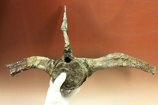 左右に伸びる長い長いアバラ骨が保存されたエラスモサウルスの脊椎骨化石のオンリーワン標本（その15）