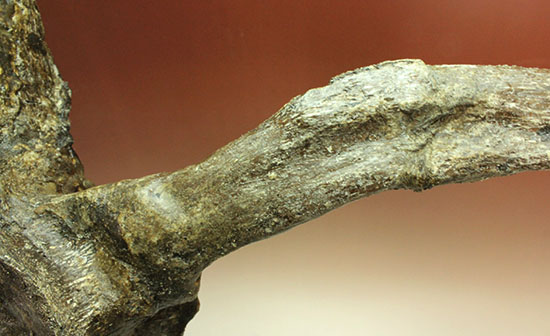 左右に伸びる長い長いアバラ骨が保存されたエラスモサウルスの脊椎骨化石のオンリーワン標本（その16）