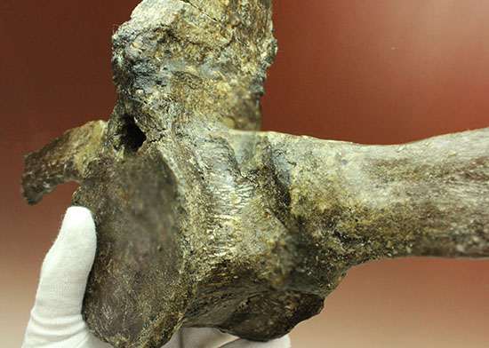 左右に伸びる長い長いアバラ骨が保存されたエラスモサウルスの脊椎骨化石のオンリーワン標本（その18）