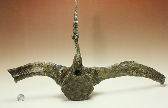 左右に伸びる長い長いアバラ骨が保存されたエラスモサウルスの脊椎骨化石のオンリーワン標本（その20）