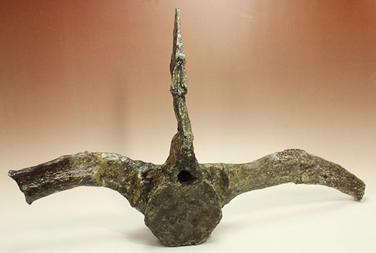 左右に伸びる長い長いアバラ骨が保存されたエラスモサウルスの脊椎骨化石のオンリーワン標本（その5）
