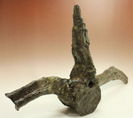 左右に伸びる長い長いアバラ骨が保存されたエラスモサウルスの脊椎骨化石のオンリーワン標本