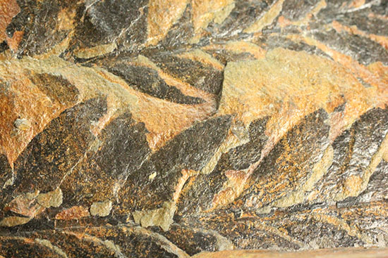 徳島県勝浦郡産。鮮明なシダ模様が見られる、白亜紀植物化石クラドフレビス（その10）