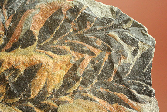 徳島県勝浦郡産。鮮明なシダ模様が見られる、白亜紀植物化石クラドフレビス（その11）