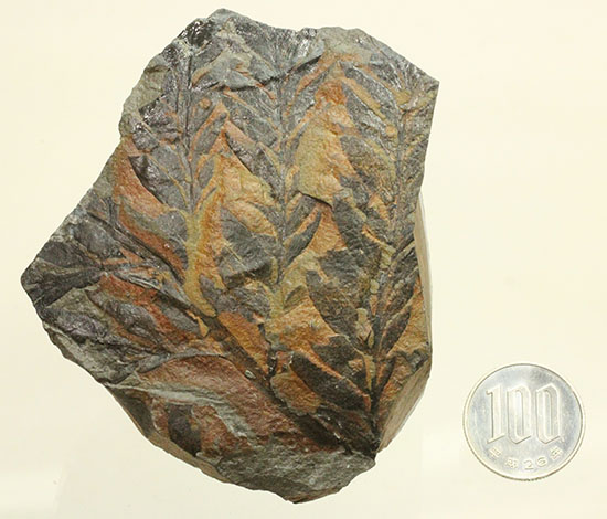徳島県勝浦郡産。鮮明なシダ模様が見られる、白亜紀植物化石クラドフレビス（その12）