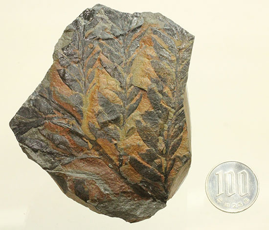 徳島県勝浦郡産。鮮明なシダ模様が見られる、白亜紀植物化石クラドフレビス(その12)