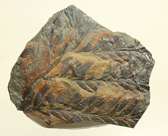 徳島県勝浦郡産。鮮明なシダ模様が見られる、白亜紀植物化石クラドフレビス（その2）
