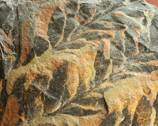 徳島県勝浦郡産。鮮明なシダ模様が見られる、白亜紀植物化石クラドフレビス（その4）