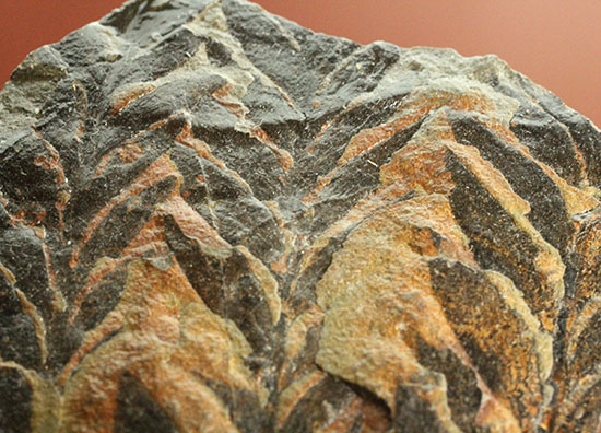 徳島県勝浦郡産。鮮明なシダ模様が見られる、白亜紀植物化石クラドフレビス（その5）