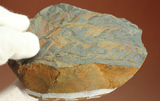徳島県勝浦郡産。鮮明なシダ模様が見られる、白亜紀植物化石クラドフレビス（その6）