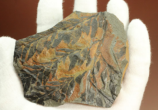 徳島県勝浦郡産。鮮明なシダ模様が見られる、白亜紀植物化石クラドフレビス（その8）