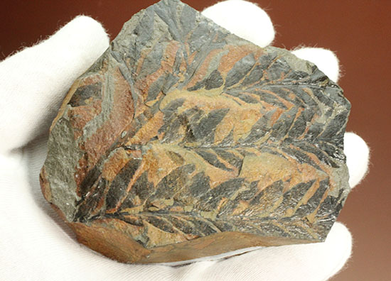 徳島県勝浦郡産。鮮明なシダ模様が見られる、白亜紀植物化石クラドフレビス(その9)