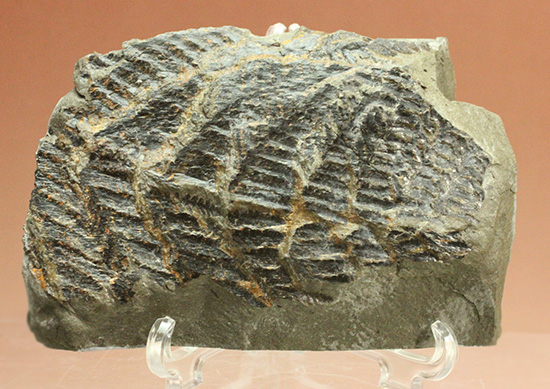 高知県産。白亜紀の良質シダ類化石、クラドフレビス（その1）