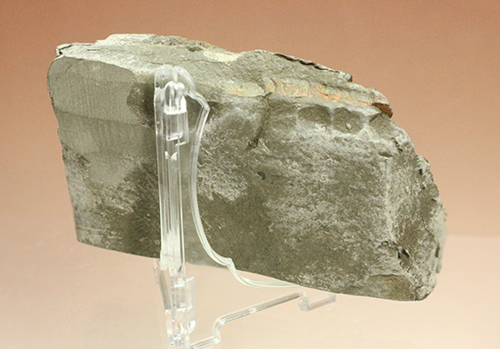 高知県産。白亜紀の良質シダ類化石、クラドフレビス（その10）