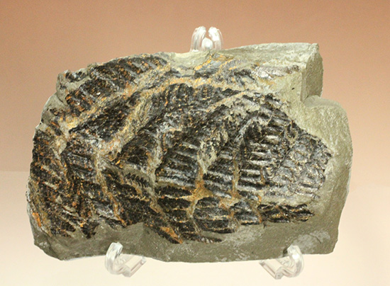 高知県産。白亜紀の良質シダ類化石、クラドフレビス（その11）