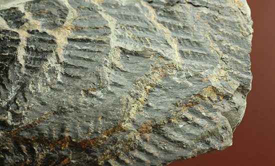 高知県産。白亜紀の良質シダ類化石、クラドフレビス（その12）