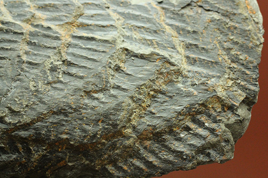 高知県産。白亜紀の良質シダ類化石、クラドフレビス（その13）