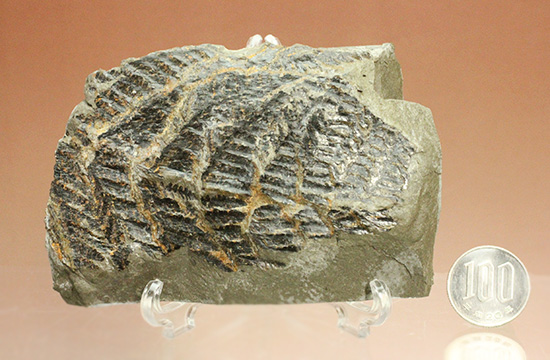 高知県産。白亜紀の良質シダ類化石、クラドフレビス（その14）