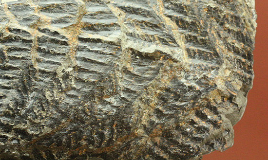 高知県産。白亜紀の良質シダ類化石、クラドフレビス（その2）