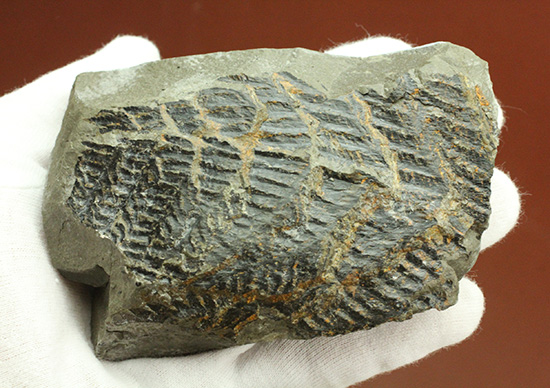 高知県産。白亜紀の良質シダ類化石、クラドフレビス（その3）
