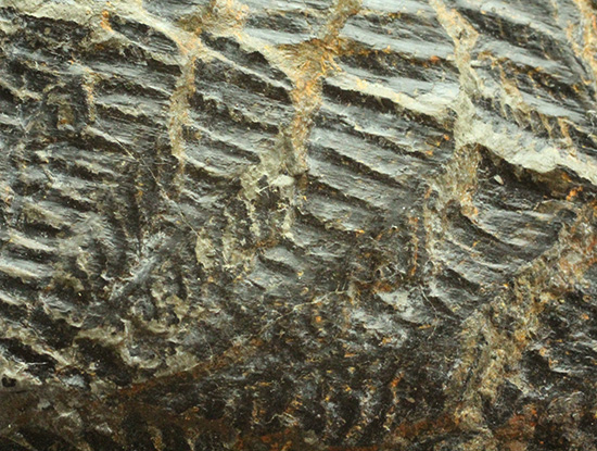 高知県産。白亜紀の良質シダ類化石、クラドフレビス（その4）