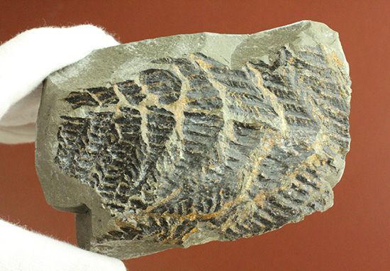 高知県産。白亜紀の良質シダ類化石、クラドフレビス（その5）