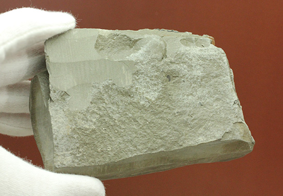 高知県産。白亜紀の良質シダ類化石、クラドフレビス（その6）