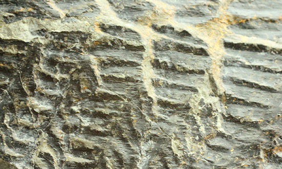 高知県産。白亜紀の良質シダ類化石、クラドフレビス（その8）