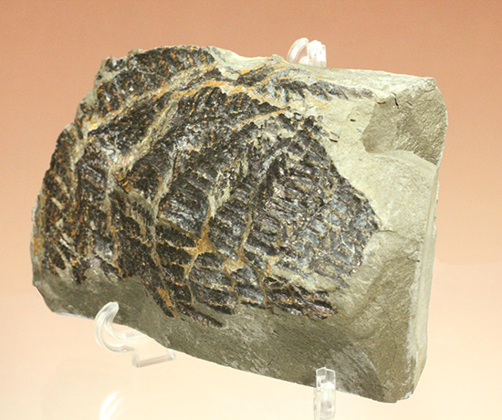 高知県産。白亜紀の良質シダ類化石、クラドフレビス（その9）