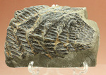 高知県産。白亜紀の良質シダ類化石、クラドフレビス
