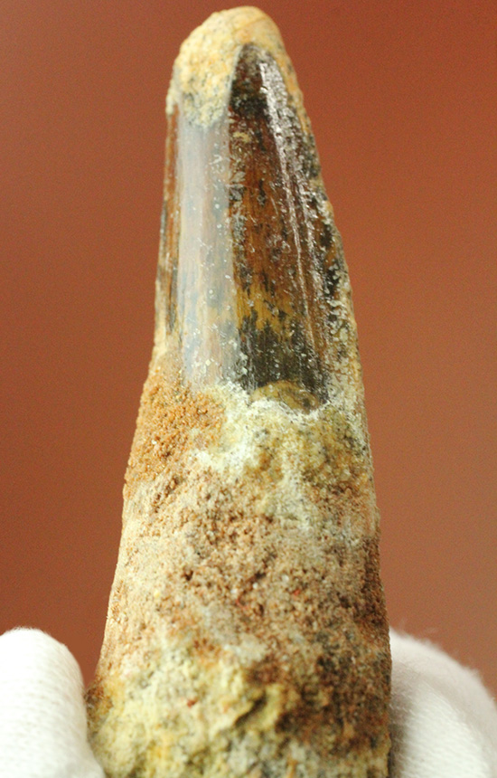 良形!エナメル質が保存された、白亜紀肉食恐竜スピノサウルスの歯化石(Spinosaurus)(その1)