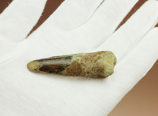 良形!エナメル質が保存された、白亜紀肉食恐竜スピノサウルスの歯化石(Spinosaurus)(その11)