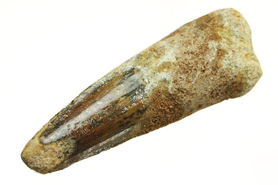 良形!エナメル質が保存された、白亜紀肉食恐竜スピノサウルスの歯化石(Spinosaurus)(その12)