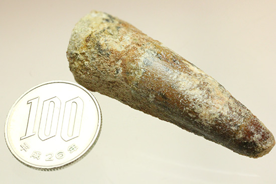 良形!エナメル質が保存された、白亜紀肉食恐竜スピノサウルスの歯化石(Spinosaurus)(その13)