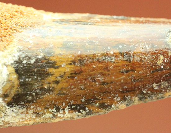 良形!エナメル質が保存された、白亜紀肉食恐竜スピノサウルスの歯化石(Spinosaurus)(その3)
